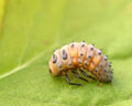 DIA-0001-4 Coccinella septempunctata