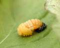 DIA-0001-6 Coccinella septempunctata