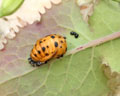 DIA-0001-7 Coccinella septempunctata