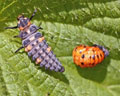 DIA-0001-8 Coccinella septempunctata