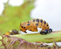 DIA-0001-9 Coccinella septempunctata