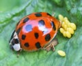 DIA-0003-1 Harmonia axyridis