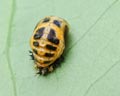 DIA-0003-13 Harmonia axyridis