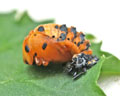 DIA-0001-3 Coccinella septempunctata