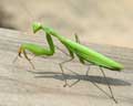 Mantis religiosa