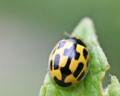 Propylea quatuordecimpunctata