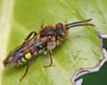 Nomada lathburiana