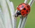 Harmonia axyridis