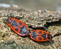 Pyrrhocoris apterus