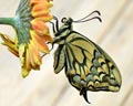 INS-0301 Papilio machaon