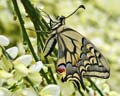 INS-0302 Papilio machaon