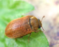 Byturus tomentosus