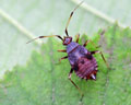 INS-0453 Deraeocoris ruber