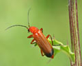 Rhagonycha fulva