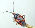 INS-0505 Deraeocoris ruber