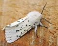 Spilosoma lubricipeda