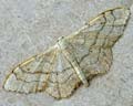 Idaea aversata