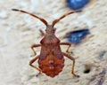 INS-0588 Coreus marginatus