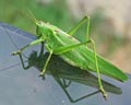 Tettigonia viridissima