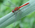 Sympetrum sanguineum