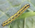 INS-0633 Pieris brassicae