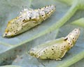 INS-0634 Pieris brassicae