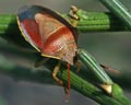 Piezodorus lituratus