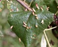 Eriophyes tiliae