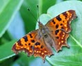 Polygonia c-album