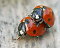 Coccinella septempunctata