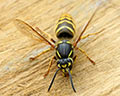 Vespula vulgaris