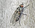 Anthomyia pluvialis