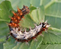 INS-0811 Polygonia c-album