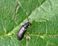 Luperus longicornis