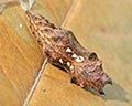 INS-0826 Polygonia c-album