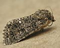 Acronicta rumicis