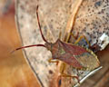 Gonocerus acuteangulatus