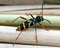 Clytus arietis