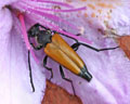 Brachyleptura fulva