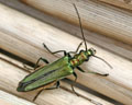 Oedemera nobilis