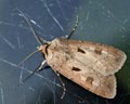 Agrotis exclamationis