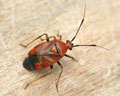 Deraeocoris ruber