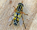 Helophilus trivittatus