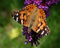 Vanessa cardui