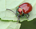 Chrysolina polita