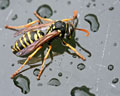 Polistes dominulus