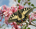 Papilio machaon