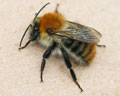 Bombus pascuorum