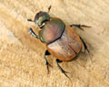 Onthophagus coenobita