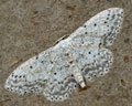 Idaea seriata